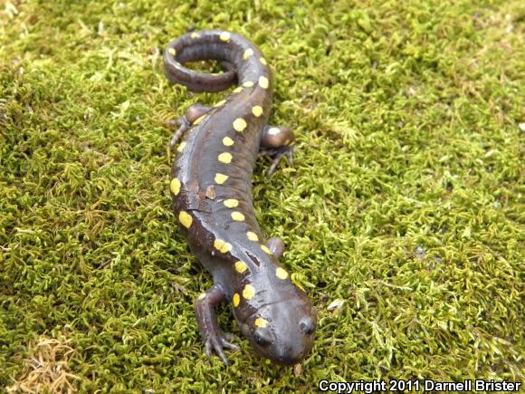 Spotted Salamander (Ambystoma maculatum)