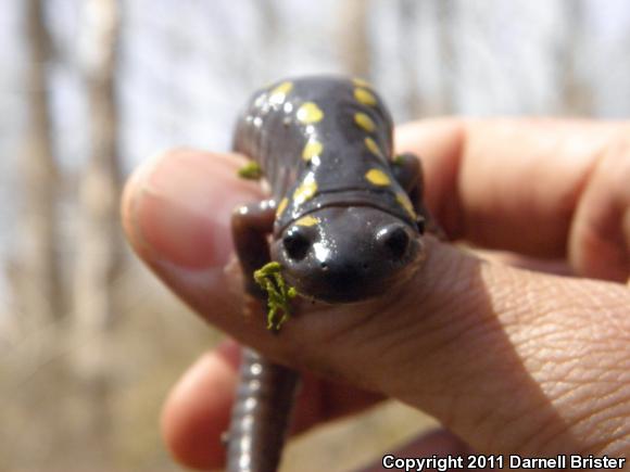 Spotted Salamander (Ambystoma maculatum)