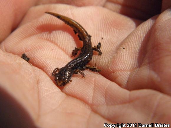 Four-toed Salamander (Hemidactylium scutatum)