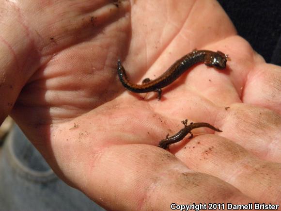 Four-toed Salamander (Hemidactylium scutatum)