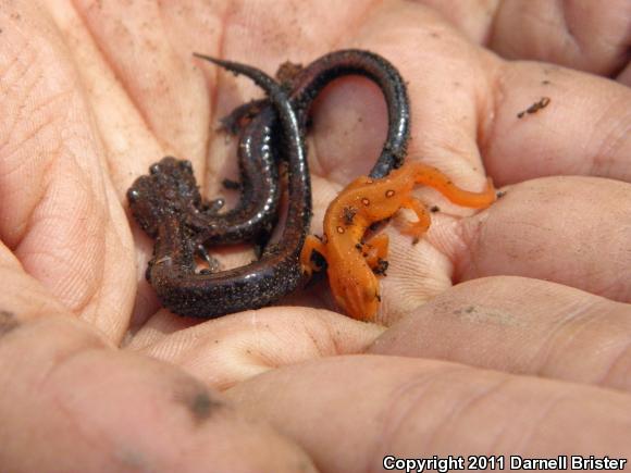 Red-Spotted Newt (Notophthalmus viridescens viridescens)