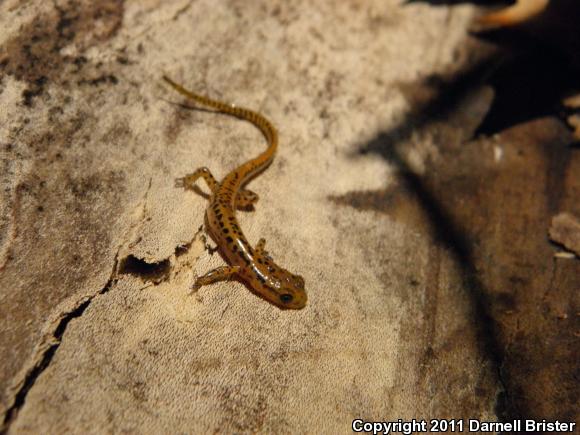 Long-tailed Salamander (Eurycea longicauda longicauda)