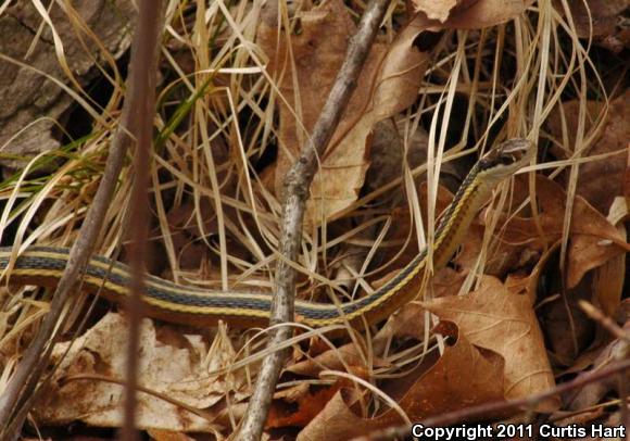 Northern Ribbonsnake (Thamnophis sauritus septentrionalis)