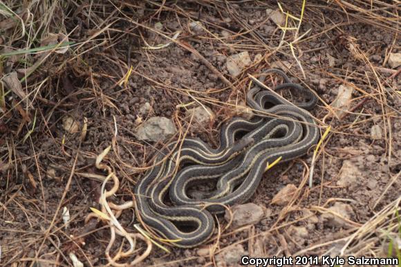 Butler's Gartersnake (Thamnophis butleri)