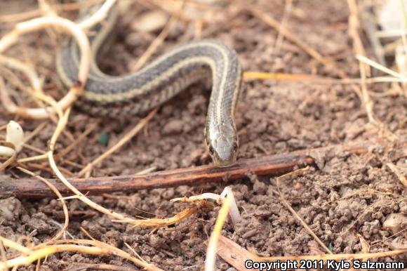 Butler's Gartersnake (Thamnophis butleri)