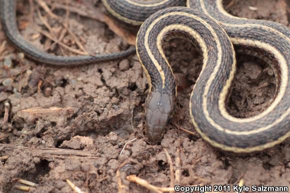 Butler's Gartersnake (Thamnophis butleri)