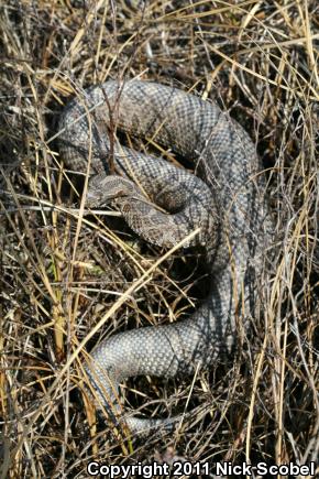 Eastern Massasauga (Sistrurus catenatus catenatus)