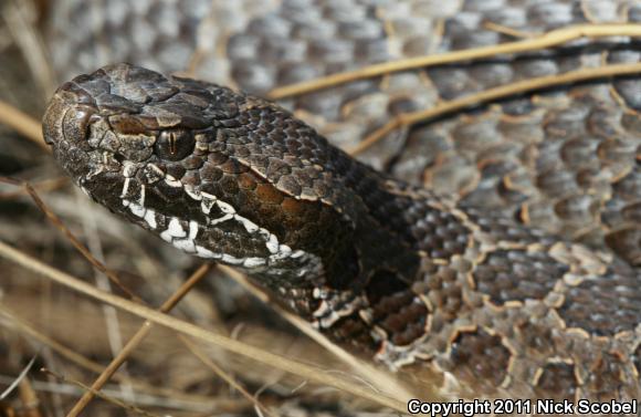 Eastern Massasauga (Sistrurus catenatus catenatus)