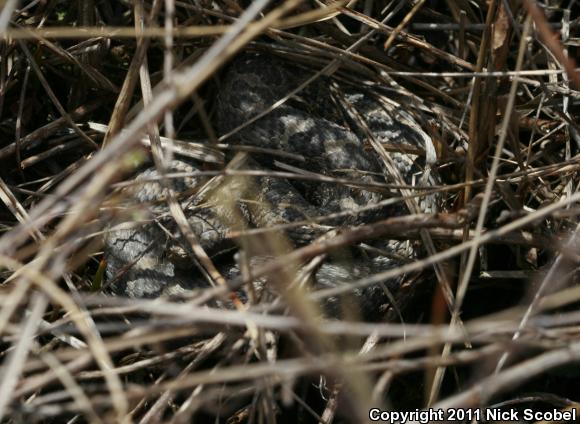 Eastern Massasauga (Sistrurus catenatus catenatus)