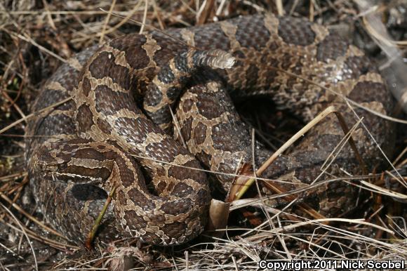 Eastern Massasauga (Sistrurus catenatus catenatus)