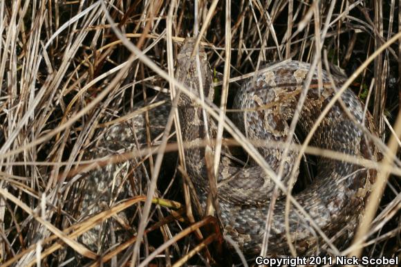 Eastern Massasauga (Sistrurus catenatus catenatus)