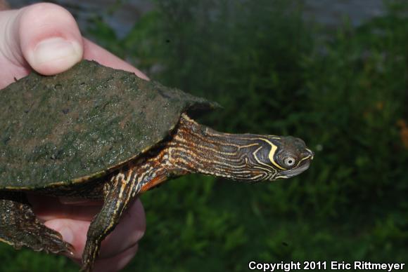 Mississippi Map Turtle (Graptemys pseudogeographica kohnii)