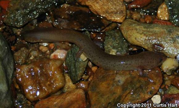 Carolina Spring Salamander (Gyrinophilus porphyriticus dunni)