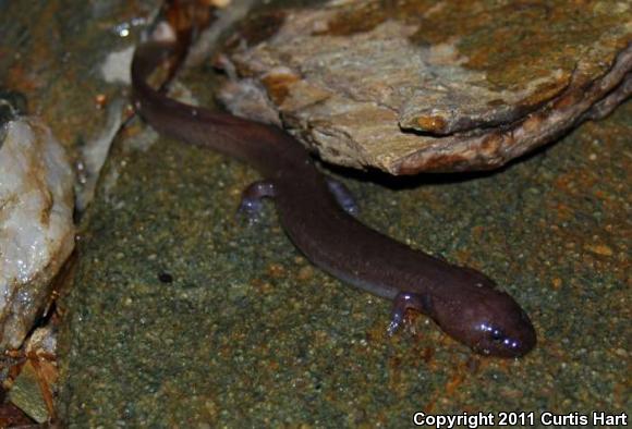 Carolina Spring Salamander (Gyrinophilus porphyriticus dunni)