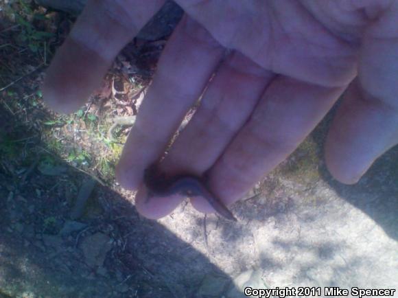 Ozark Zigzag Salamander (Plethodon angusticlavius)