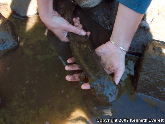 Eastern Hellbender (Cryptobranchus alleganiensis alleganiensis)