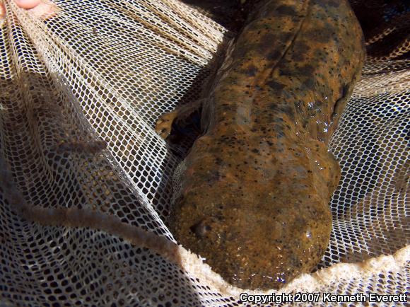 Eastern Hellbender (Cryptobranchus alleganiensis alleganiensis)