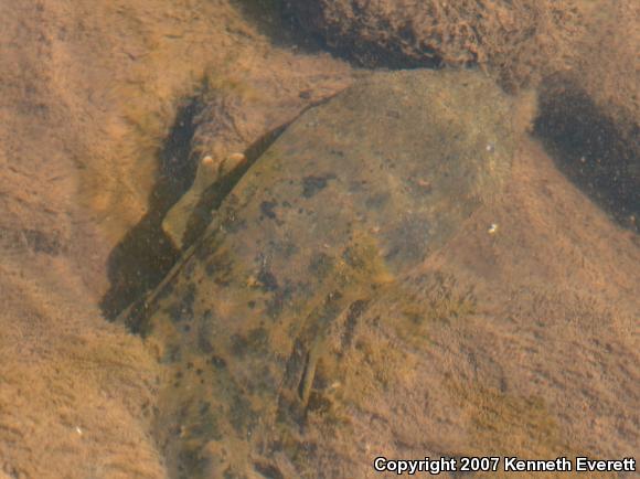 Eastern Hellbender (Cryptobranchus alleganiensis alleganiensis)