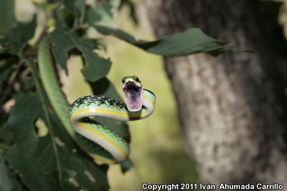 Pacific Coast Parrot Snake (Leptophis diplotropis diplotropis)