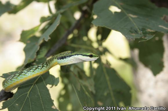 Pacific Coast Parrot Snake (Leptophis diplotropis diplotropis)