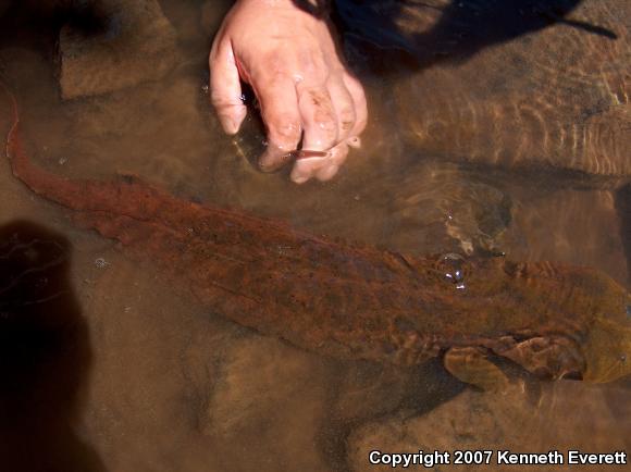 Eastern Hellbender (Cryptobranchus alleganiensis alleganiensis)