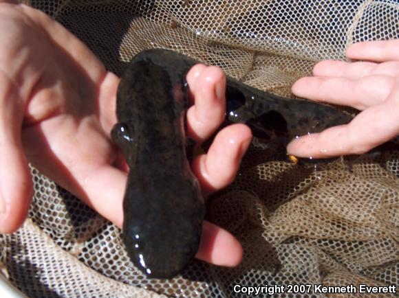 Eastern Hellbender (Cryptobranchus alleganiensis alleganiensis)