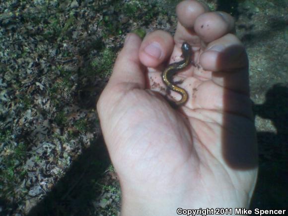 Ozark Zigzag Salamander (Plethodon angusticlavius)