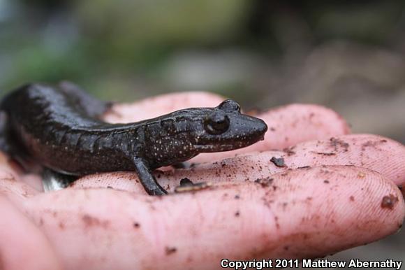 Shovel-nosed Salamander (Desmognathus marmoratus)