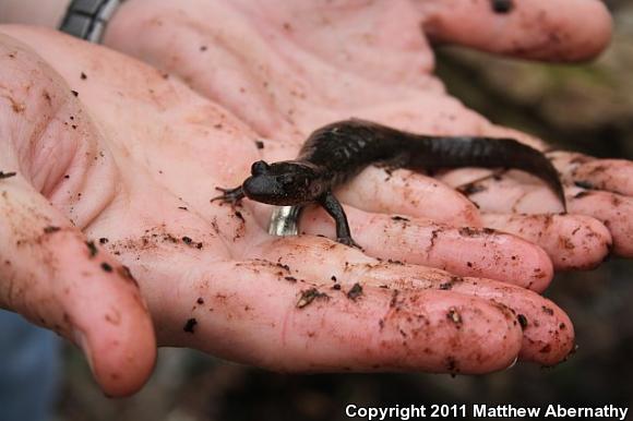 Shovel-nosed Salamander (Desmognathus marmoratus)