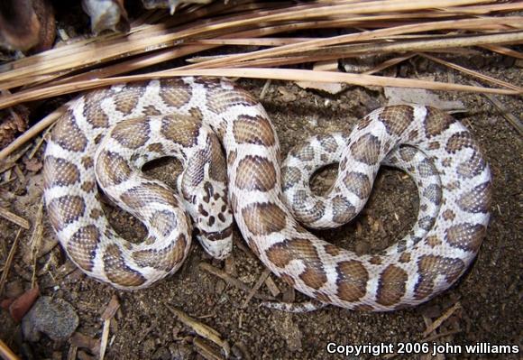 Texas Glossy Snake (Arizona elegans arenicola)