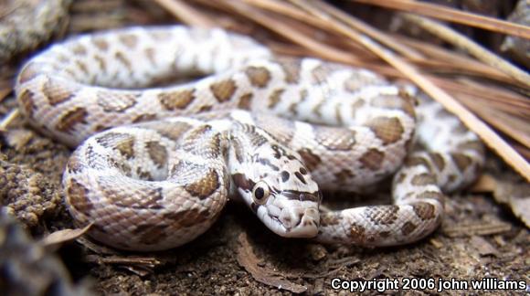 Texas Glossy Snake (Arizona elegans arenicola)