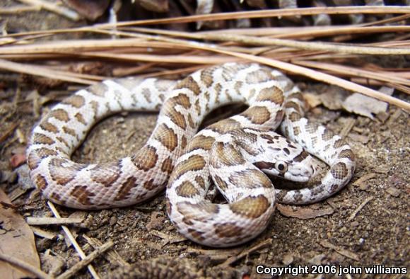 Texas Glossy Snake (Arizona elegans arenicola)