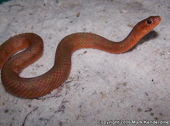 Mangrove Saltmarsh Snake (Nerodia clarkii compressicauda)