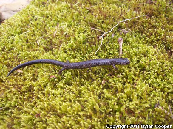 Northern Ravine Salamander (Plethodon electromorphus)