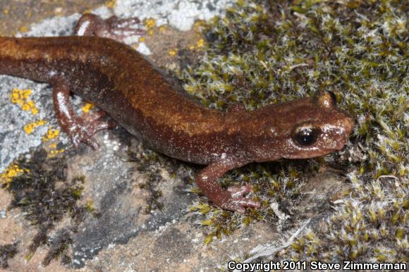 Larch Mountain Salamander (Plethodon larselli)