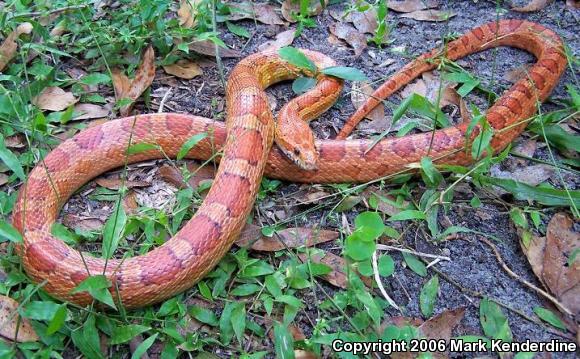 Corn Snake (Pantherophis guttatus guttatus)