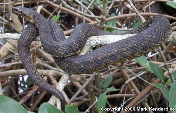 Mangrove Saltmarsh Snake (Nerodia clarkii compressicauda)