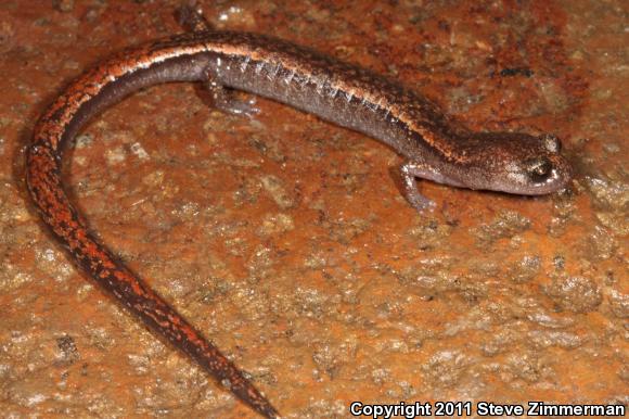 Channel Islands Slender Salamander (Batrachoseps pacificus)