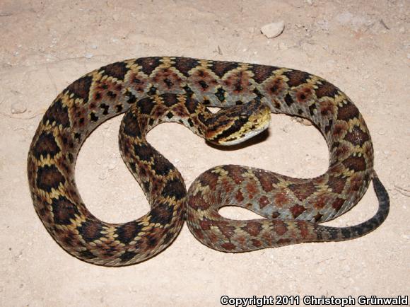 Guerreran Long-Tailed Rattlesnake (Crotalus ericsmithi)