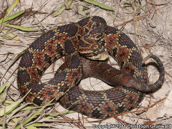 Guerreran Long-Tailed Rattlesnake (Crotalus ericsmithi)