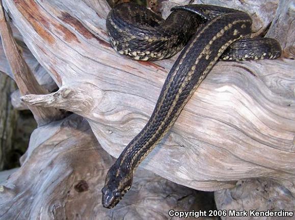 Gulf Saltmarsh Snake (Nerodia clarkii clarkii)