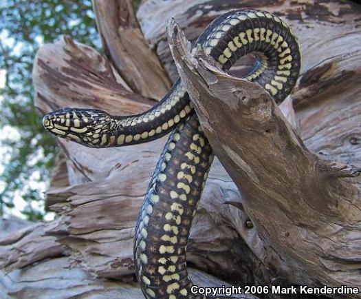 Gulf Saltmarsh Snake (Nerodia clarkii clarkii)