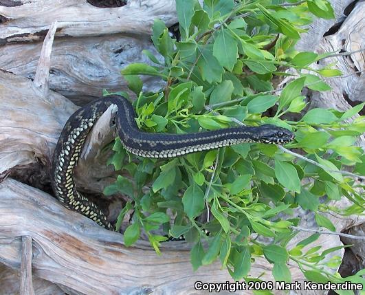 Gulf Saltmarsh Snake (Nerodia clarkii clarkii)