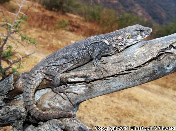 Michiocan Club Tail (Ctenosaura clarkii)