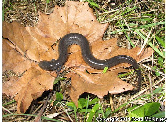 Western Lesser Siren (Siren intermedia nettingi)