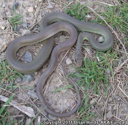 Western Yellow-bellied Racer (Coluber constrictor mormon)