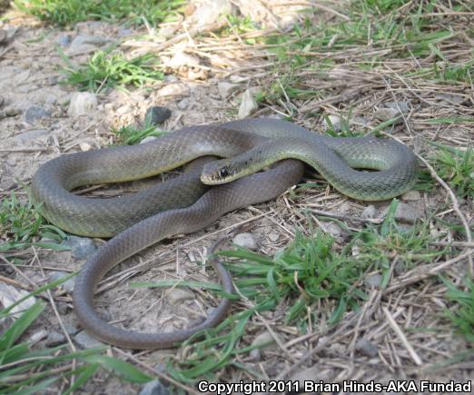 Western Yellow-bellied Racer (Coluber constrictor mormon)