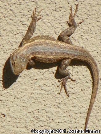 Southwestern Fence Lizard (Sceloporus cowlesi)