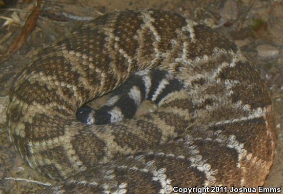 Western Diamond-backed Rattlesnake (Crotalus atrox)