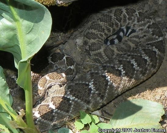 Western Diamond-backed Rattlesnake (Crotalus atrox)